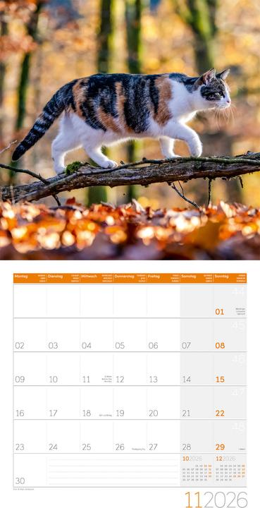 Produktbild Katzen Kalender 2026 - 30x30