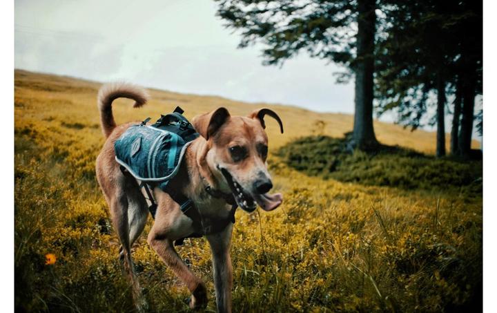 Actual product image Dogpak Moab Lite Hunderucksack M (M, Dog coat)