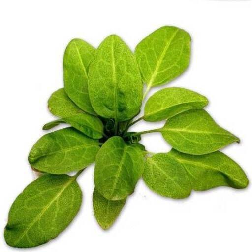 Bioponis Oseille Epinard (x5) (Vegetable seeds)