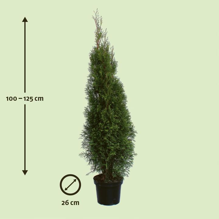 Actual product image Zulauf Smaragd American Arborvitae (125 cm)