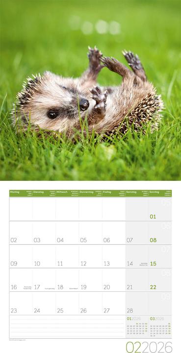 Produktbild Igel Kalender 2026 - 30x30