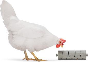 Actual product image Beeztees Feeding Station Chickens Snack Roller, Grey