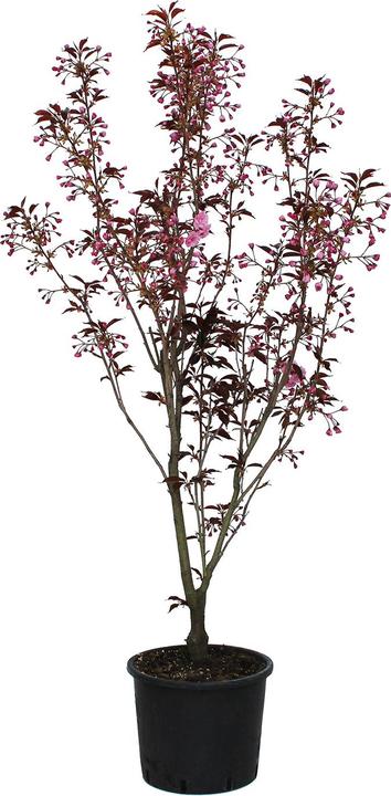 Immagine prodotto Zulauf Jap. Nelken-Kirsche / Prunus serr. 'Royal Burgundy' (150 cm, Amichevole per gli animali)