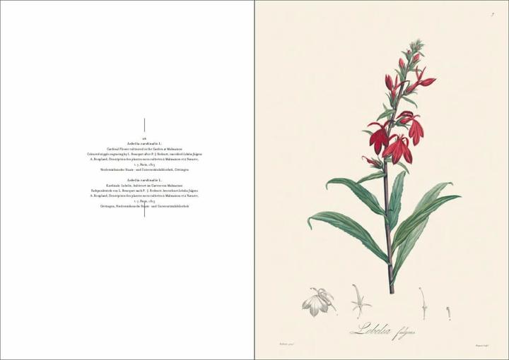 Produktbild Alexander von Humboldt und die botanische Erforschung Amerikas (Deutsch, H. Walter Lack, 2018)