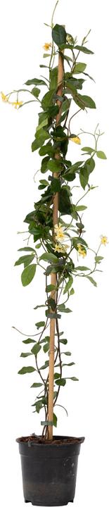 Actual product image Plant in a Box Trachelospermum jasminoides Star of Toscane - Star jasmine (110 cm)