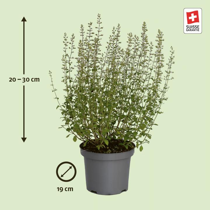 Produktbild Zulauf Calamintha nepeta / Steinquendel (20 cm)