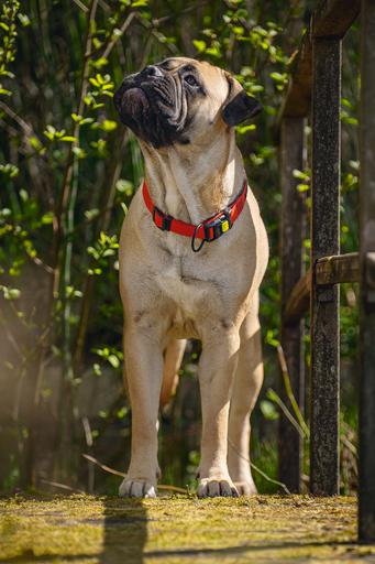 Actual product image Beeztees Bz Prem Halsbd Parinca Red 60- (60, 62, Dog, Dog sport)