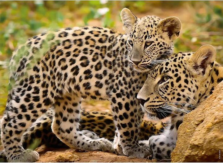 Image du produit Ravensburger Animaux sauvages (100 pièces)