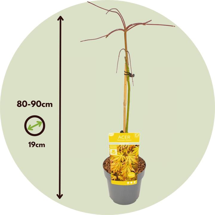 Immagine prodotto Plant in a Box Acer palmatum 'Cascade Gold' - Acero giapponese (80 cm)