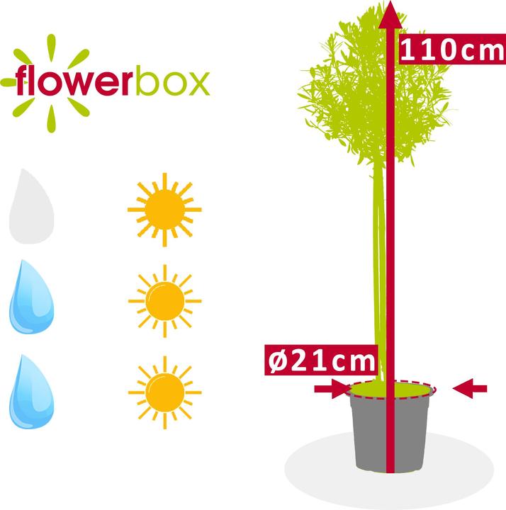 Produktbild Flowerbox Olivenbaum - Olea europaea (110 cm)