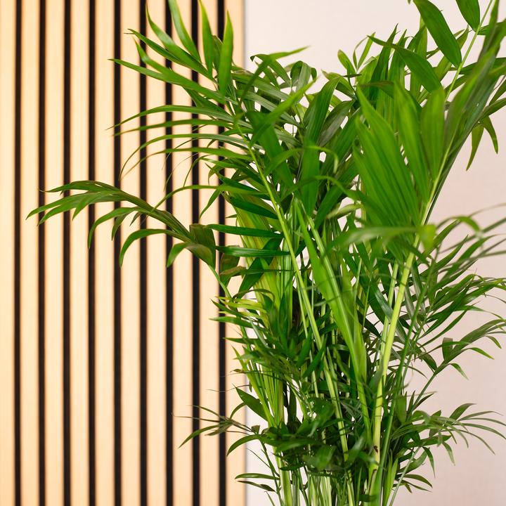 Immagine prodotto Flowerbox Palma di montagna - Chamaedorea elegans (70 cm)
