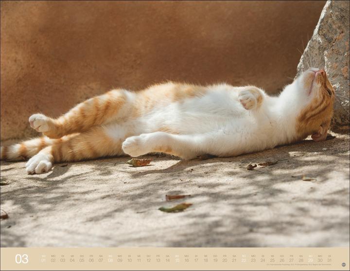 Produktbild Monika Wegler: Katzenkalender 2026 (44 x 34 cm)