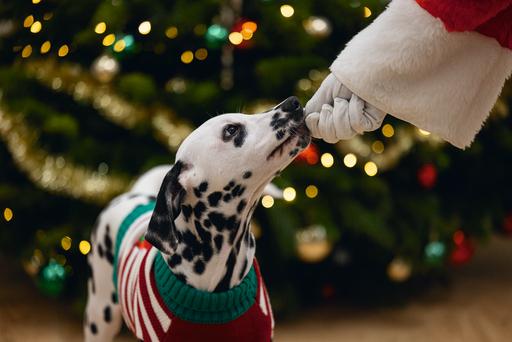 Produktbild Beeztees Hohoho (M, Hundepullover)