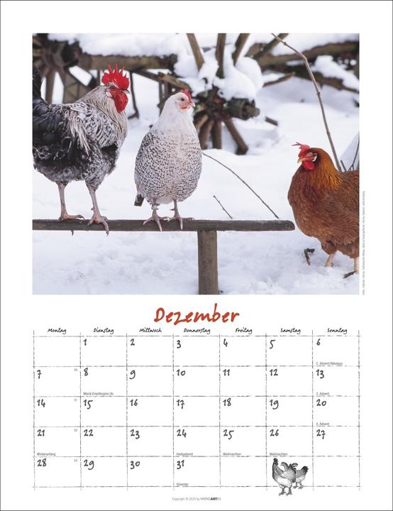 Produktbild Der Hühnerkalender 2026 (30 x 39 cm)