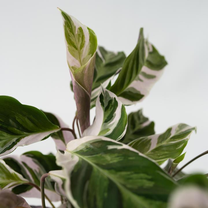 Produktbild Plant in a Box Calathea Lietzei “White Fusion” - 2er Set Korbmaranthe (30 cm)