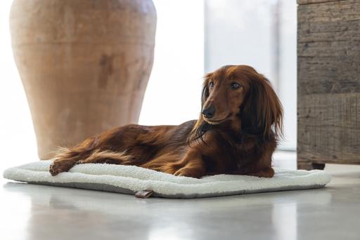 Productafbeelding Designed by Lotte Nalino (Hond)
