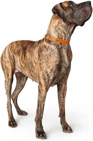 Actual product image Hunter Cannes (M, Dog, Dog sport)