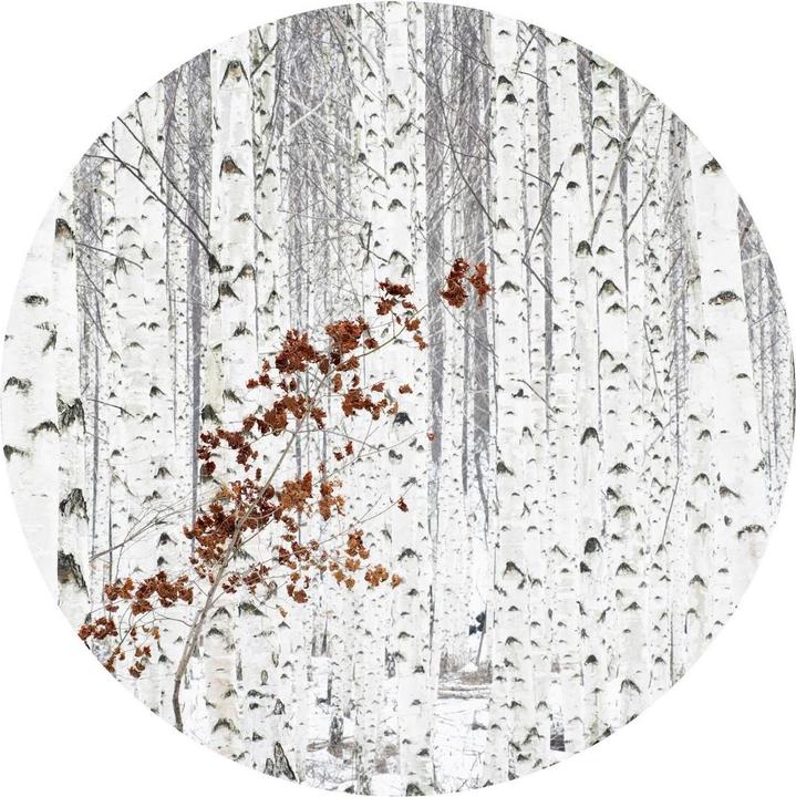 Actual product image Trenddeko birch forest (188 cm)