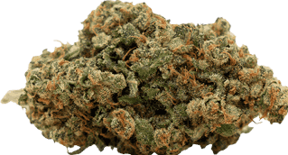 Image du produit Herba di Berna Harlequin (10 g, Intérieur)