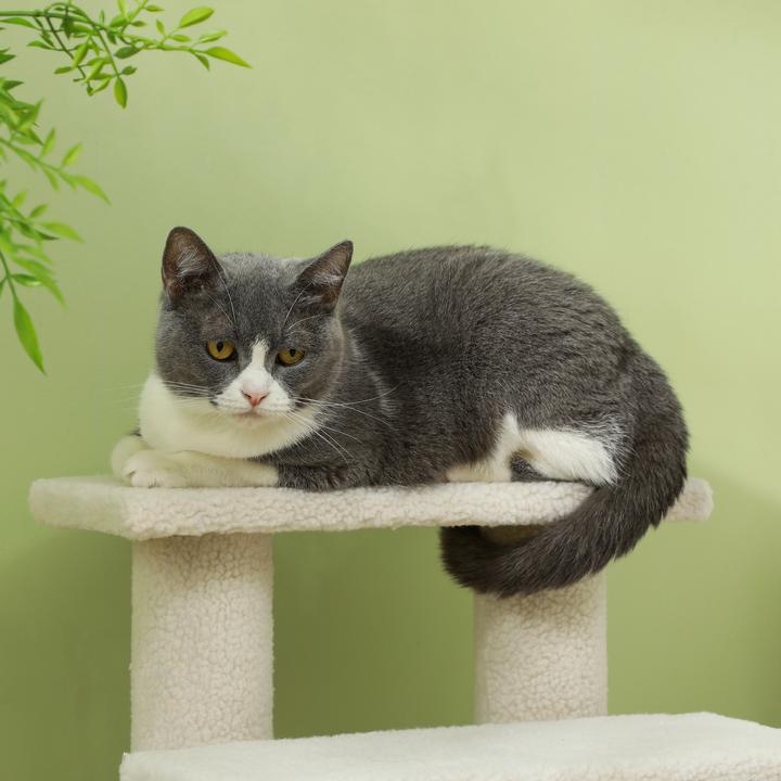 Immagine prodotto PawHut Scala per gatti con 4 gradini (60 cm, Bianco crema)