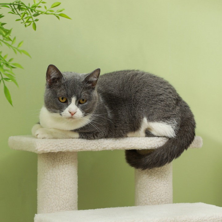 Image du produit PawHut Escalier pour chats avec 4 marches (60 cm, Blanc crème)