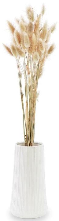 Image du produit Soli Collection Fleurs séchées Lagurus (Fleurs séchées, 50x)