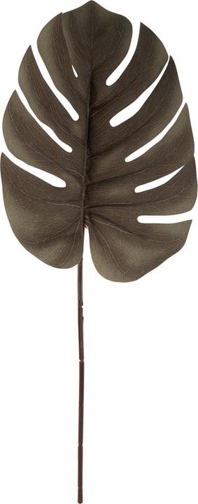 Actual product image present time Monstera Stem (61 cm)