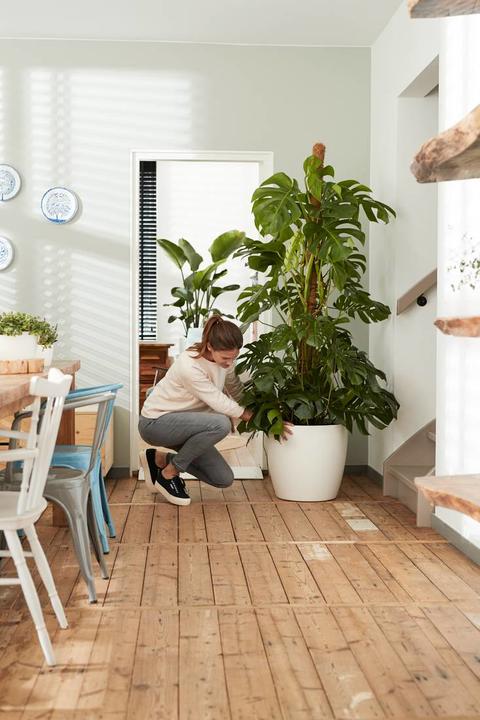 Produktbild Elho Brussels Rollen (35 cm)