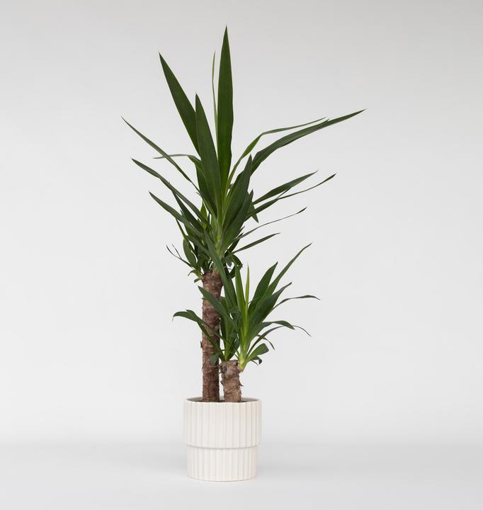 Produktbild Plant in a Box Yucca Elephantipes - Palmlelie (70 cm)