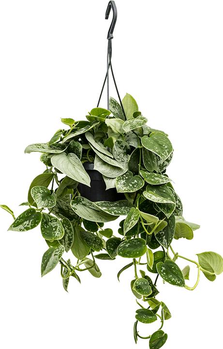 Image du produit Plantlovers Scindapsus Pictus Silvery Ann (Gefleckte Efeutute) (35 cm)