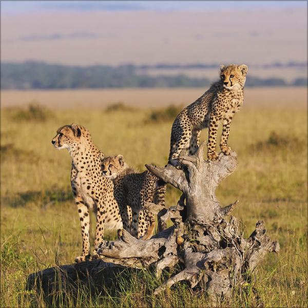 Produktbild Big Cats 2026