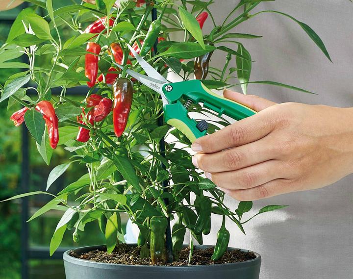 Image du produit Romberg Ciseaux de récolte Curved