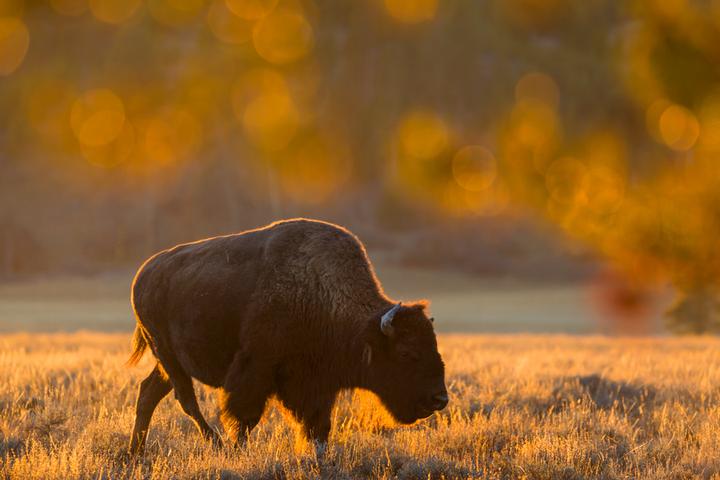 Produktbild Tamron SP 150-600mm f/5-6.3 VC, USD Canon (Canon EF, Vollformat)