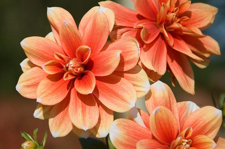 Produktbild Tamron AF 18-200mm f/3.5-6.3 XR Di II LD Macro, Nikon (Nikon F, APS-C / DX)