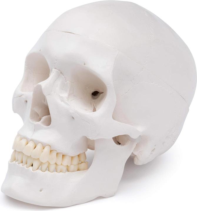 Immagine prodotto Cranstein Scientific Cranio A-240