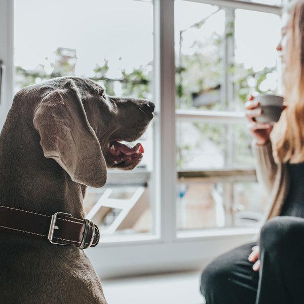 Produktbild Hunter Halsband Aalborg Special (Hund, Allgemein)