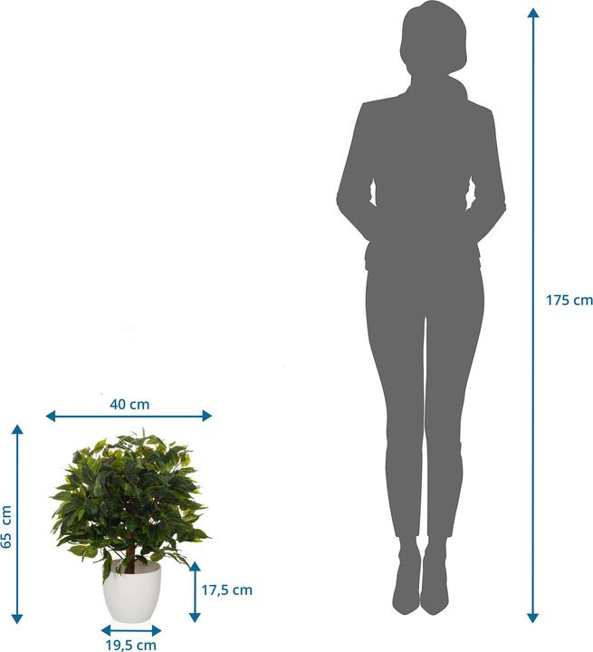 Produktbild Hjh Office Ficus Ii (65 cm)