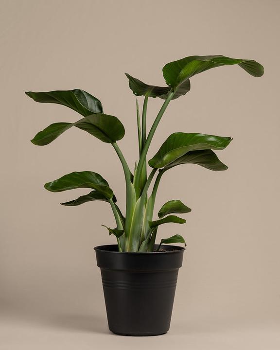 Produktbild feey Grosse Strelitzie (85 cm, Frisch umgetopft)