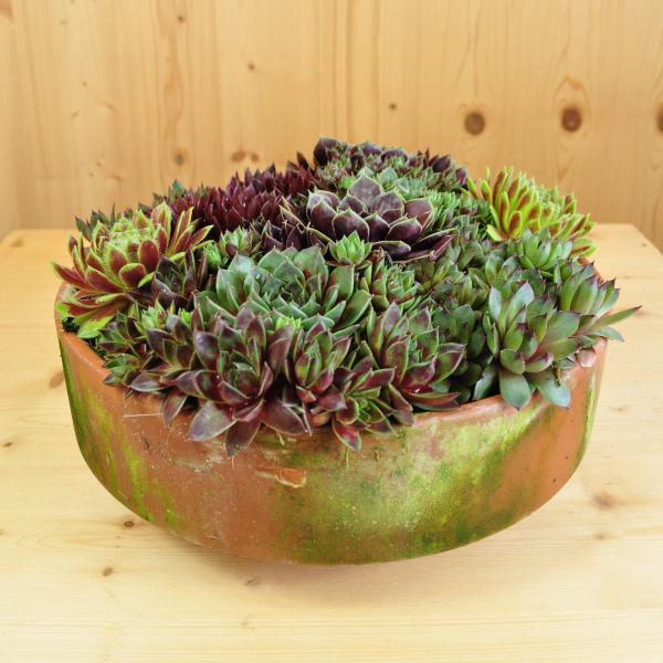 Immagine prodotto Säntispracht Der robuste Hauswurz - Sempervivum (10 cm)