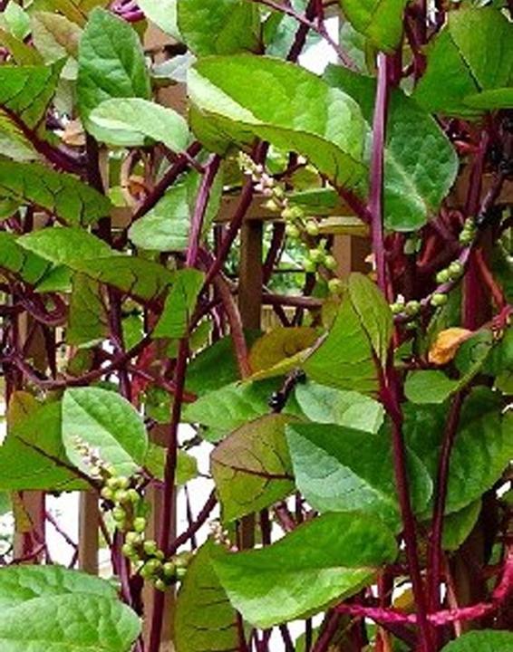 Image du produit Tropica Épinards malabars indiens Basella Rubra (Graines de légumes)
