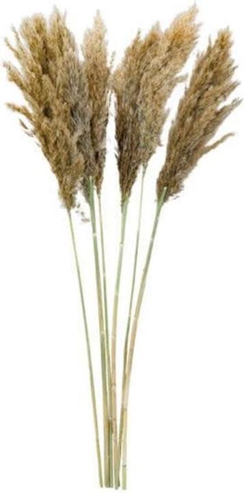 Dekomat Herbe de la pampa (Herbe de la pampa)