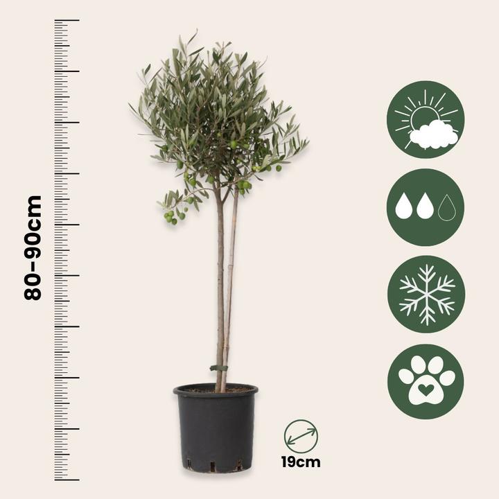 Produktbild Plant in a Box Olea Europaea - 2er Set Olivenbaum (80 cm)