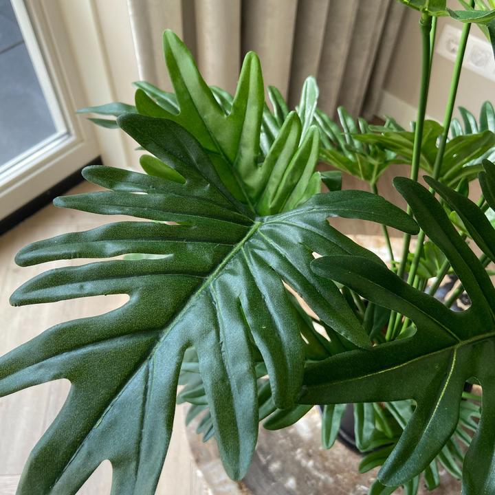 Immagine prodotto Plant in a Box Philodendron - (65 cm)