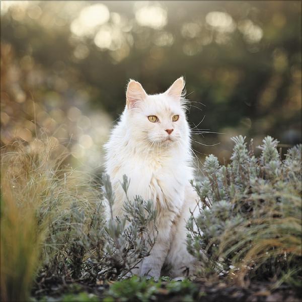 Actual product image Cats 2026 (Special)