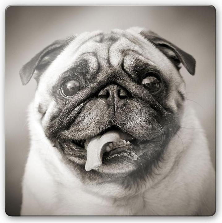 Immagine prodotto Trenddeko Carlino amabile - quadrato (50 x 50 cm)