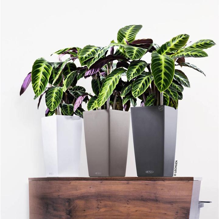 Produktbild Lechuza Cubico Color (22 cm)