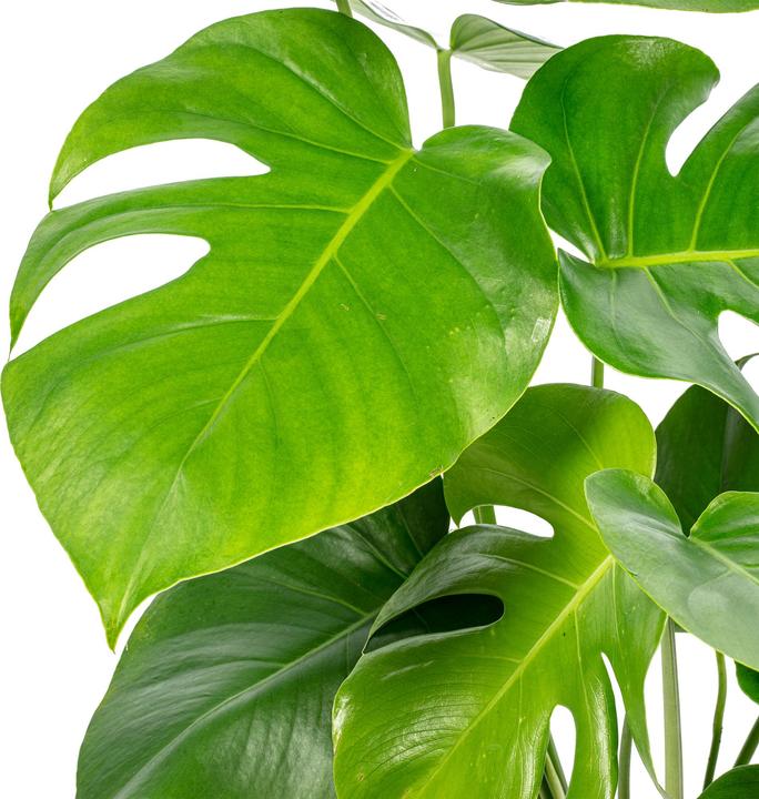 Immagine prodotto Flowerbox Foglia di finestra - Monstera Deliciosa (75 cm)