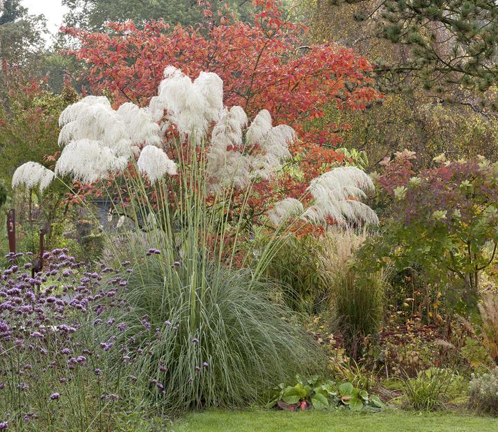 Immagine prodotto Meine Vision wird Garten (Tedesco, Peter Janke, 2012)