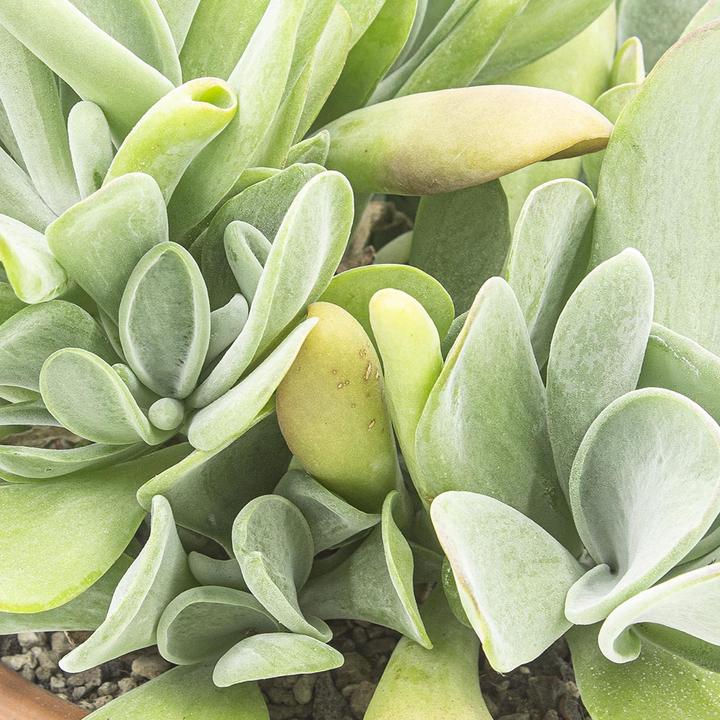 Produktbild Kakteen Gautschi Kalanchoe origula (35 cm)