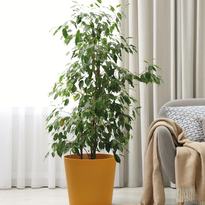 Produktbild Euro3plast Blumentopf Fyre Ø 25 cm mango Greener